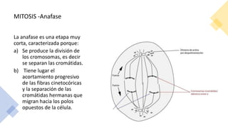 MITOSIS -Anafase
La anafase es una etapa muy
corta, caracterizada porque:
a) Se produce la división de
los cromosomas, es decir
se separan las cromátidas.
b) Tiene lugar el
acortamiento progresivo
de las fibras cinetocóricas
y la separación de las
cromátidas hermanas que
migran hacia los polos
opuestos de la célula.
 