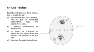 MITOSIS -Telofase
Constituye la fase final de la mitosis,
que se caracteriza por:
a) Desaparición del huso mitótico,
una vez que las cromátidas
(cromosomas hijos) han
alcanzado los polos.
b) El material cromosómico se
descondensa.
c) Las masas de cromatina se
rodean de una nueva envoltura
nuclear y se forman los núcleos
hijos.
d) Aparecen de nuevo los nucleolos.
 