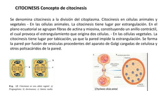 Se denomina citocinesis a la división del citoplasma. Citocinesis en células animales y
vegetales - En las células animales. La citocinesis tiene lugar por estrangulación. En el
plano ecuatorial se agrupan fibras de actina y miosina, constituyendo un anillo contráctil,
el cual provoca el estrangulamiento que origina dos células. - En las células vegetales. La
citocinesis tiene lugar por tabicación, ya que la pared impide la estrangulación. Se forma
la pared por fusión de vesículas procedentes del aparato de Golgi cargadas de celulosa y
otros polisacáridos de la pared.
CITOCINESIS Concepto de citocinesis
 