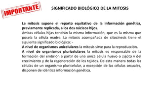 La mitosis supone el reparto equitativo de la información genética,
previamente replicada, a los dos núcleos hijos.
Ambas células hijas tendrán la misma información, que es la misma que
poseía la célula madre. La mitosis acompañada de citocinesis tiene el
siguiente significado biológico: -
A nivel de organismos unicelulares la mitosis sirve para la reproducción.
A nivel de organismos pluricelulares la mitosis es responsable de la
formación del embrión a partir de una única célula huevo o zigoto y del
crecimiento y de la regeneración de los tejidos. De esta manera todas las
células de un organismo pluricelular, a excepción de las células sexuales,
disponen de idéntica información genética.
SIGNIFICADO BIOLÓGICO DE LA MITOSIS
 