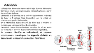 Concepto de meiosis La meiosis es un tipo especial de división
del núcleo celular que origina cuatro núcleos haploides a partir
de un núcleo diploide.
La meiosis es el proceso por el cual una célula madre (diploide)
da lugar a 4 células hijas (haploides) con la mitad de
cromosomas que la célula madre.
En la interfase se duplica el ADN, de modo que al iniciarse la
meiosis cada cromosoma tiene 2 cromátidas.
La meiosis consta de dos divisiones sucesivas del núcleo, entre
las cuales no se produce duplicación del material genético.
La primera división es reduccional, se separan
cromosomas homólogos. La segunda división es
ecuacional, se separan cromátidas hermanas.
LA MEIOSIS
 