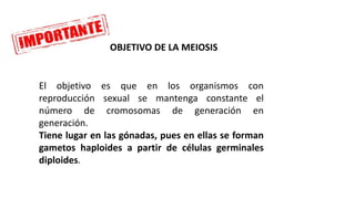 El objetivo es que en los organismos con
reproducción sexual se mantenga constante el
número de cromosomas de generación en
generación.
Tiene lugar en las gónadas, pues en ellas se forman
gametos haploides a partir de células germinales
diploides.
OBJETIVO DE LA MEIOSIS
 