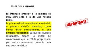 La interfase anterior a la meiosis es
muy semejante a la de una mitosis
típica.
La primera division meiótica La meiosis I,
o primera división meiótica, como
hemos dicho anteriormente, es una
división reduccional, ya que los núcleos
resultantes, tienen la mitad de
cromosomas que la célula progenitora,
pero estos cromosomas presenta cada
uno dos cromátidas
FASES DE LA MEIOSIS
 
