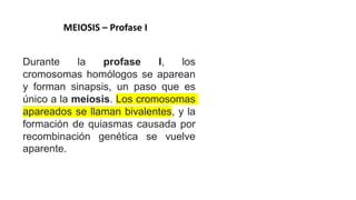 Durante la profase I, los
cromosomas homólogos se aparean
y forman sinapsis, un paso que es
único a la meiosis. Los cromosomas
apareados se llaman bivalentes, y la
formación de quiasmas causada por
recombinación genética se vuelve
aparente.
MEIOSIS – Profase I
 