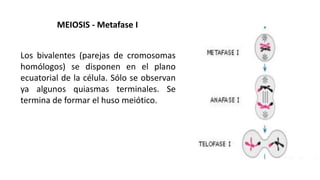 Los bivalentes (parejas de cromosomas
homólogos) se disponen en el plano
ecuatorial de la célula. Sólo se observan
ya algunos quiasmas terminales. Se
termina de formar el huso meiótico.
MEIOSIS - Metafase I
 