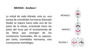La mitad de cada tétrada, esto es, una
pareja de cromátidas hermanas (llamada
diada) se separa hacia cada uno de los
polos de la célula, arrastrada hacia los
polos del huso por el acortamiento de
las fibras que emergen de los
cinetocoros fusionados. No se separan,
por tanto, cromátidas hermanas, sino
cromosomas homólogos.
MEIOSIS - Anafase I
 