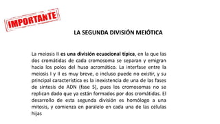 La meiosis II es una división ecuacional típica, en la que las
dos cromátidas de cada cromosoma se separan y emigran
hacia los polos del huso acromático. La interfase entre la
meiosis I y II es muy breve, o incluso puede no existir, y su
principal característica es la inexistencia de una de las fases
de síntesis de ADN (fase S), pues los cromosomas no se
replican dado que ya están formados por dos cromátidas. El
desarrollo de esta segunda división es homólogo a una
mitosis, y comienza en paralelo en cada una de las células
hijas
LA SEGUNDA DIVISIÓN MEIÓTICA
 