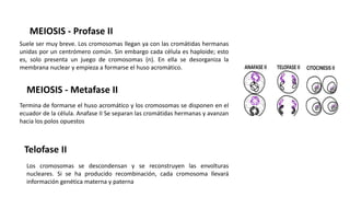 Termina de formarse el huso acromático y los cromosomas se disponen en el
ecuador de la célula. Anafase II Se separan las cromátidas hermanas y avanzan
hacia los polos opuestos
MEIOSIS - Profase II
Suele ser muy breve. Los cromosomas llegan ya con las cromátidas hermanas
unidas por un centrómero común. Sin embargo cada célula es haploide; esto
es, solo presenta un juego de cromosomas (n). En ella se desorganiza la
membrana nuclear y empieza a formarse el huso acromático.
MEIOSIS - Metafase II
Los cromosomas se descondensan y se reconstruyen las envolturas
nucleares. Si se ha producido recombinación, cada cromosoma llevará
información genética materna y paterna
Telofase II
 