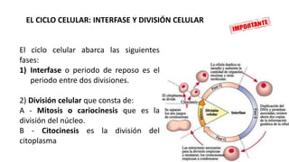 EL CICLO CELULAR: INTERFASE Y DIVISIÓN CELULAR
El ciclo celular abarca las siguientes
fases:
1) Interfase o periodo de reposo es el
periodo entre dos divisiones.
2) División celular que consta de:
A - Mitosis o cariocinesis que es la
división del núcleo.
B - Citocinesis es la división del
citoplasma
 