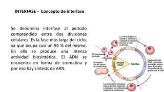 INTERFASE - Concepto de interfase
Se denomina interfase al periodo
comprendido entre dos divisiones
celulares. Es la fase más larga del ciclo,
ya que ocupa casi un 94 % del mismo.
En ella se produce una intensa
actividad biosintética. El ADN se
encuentra en forma de cromatina y
por eso hay síntesis de ARN.
 