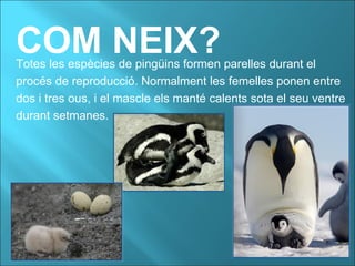 COM NEIX?Totes les espècies de pingüins formen parelles durant el
procés de reproducció. Normalment les femelles ponen entre
dos i tres ous, i el mascle els manté calents sota el seu ventre
durant setmanes.
 