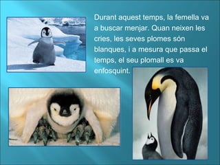 Durant aquest temps, la femella va
a buscar menjar. Quan neixen les
cries, les seves plomes són
blanques, i a mesura que passa el
temps, el seu plomall es va
enfosquint.
 