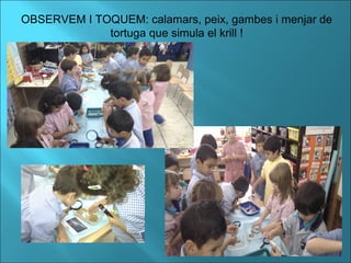 OBSERVEM I TOQUEM: calamars, peix, gambes i menjar de
tortuga que simula el krill !
 