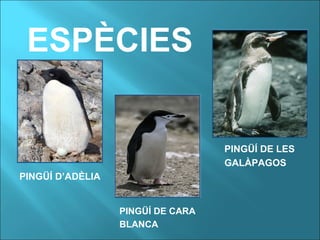 ESPÈCIES
PINGÜÍ D’ADÈLIA
PINGÜÍ DE CARA
BLANCA
PINGÜÍ DE LES
GALÀPAGOS
 