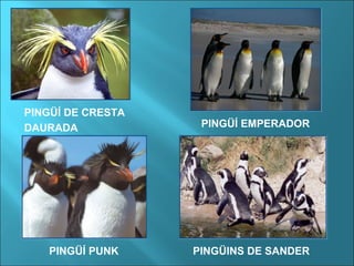 PINGÜÍ DE CRESTA
DAURADA PINGÜÍ EMPERADOR
PINGÜÍ PUNK PINGÜINS DE SANDER
 