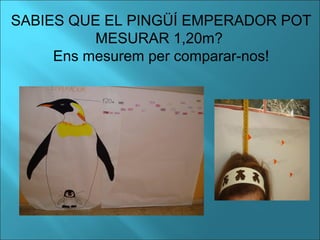 SABIES QUE EL PINGÜÍ EMPERADOR POT
MESURAR 1,20m?
Ens mesurem per comparar-nos!
 
