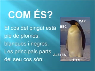 COM ÉS?
El cos del pingüí està
ple de plomes,
blanques i negres.
Les principals parts
del seu cos són:
BEC
CAP
ALETES
POTES
 