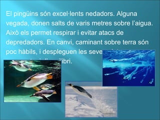 El pingüins són excel·lents nedadors. Alguna
vegada, donen salts de varis metres sobre l’aigua.
Això els permet respirar i evitar atacs de
depredadors. En canvi, caminant sobre terra són
poc hàbils, i despleguen les seves aletes
per mantenir l’equilibri.
 