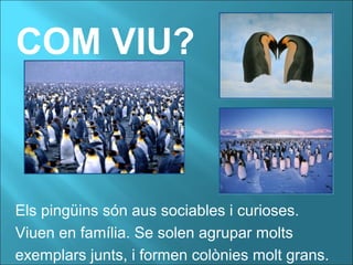 COM VIU?
Els pingüins són aus sociables i curioses.
Viuen en família. Se solen agrupar molts
exemplars junts, i formen colònies molt grans.
 