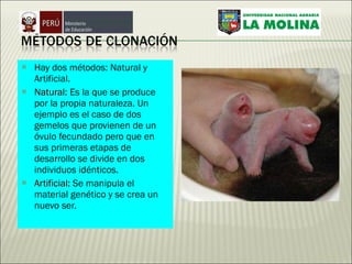 Hay dos métodos: Natural y Artificial. Natural:  Es la que se produce por la propia naturaleza. Un ejemplo es el caso de dos gemelos que provienen de un óvulo fecundado pero que en sus primeras etapas de desarrollo se divide en dos individuos idénticos. Artificial:  Se manipula el material genético y se crea un nuevo ser. 
