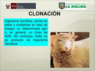 CLONACIÓN   Ingeniería Genética, clonar es aislar y multiplicar en tubo de ensayo un determinado gen o, en general, un trozo de ADN. Sin embargo, Dolly no es producto de Ingeniería Genética.   