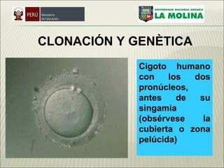 CLONACIÓN  Y GENÈTICA Cigoto humano con los dos pronúcleos, antes de su singamia (obsérvese la cubierta o zona pelúcida)     