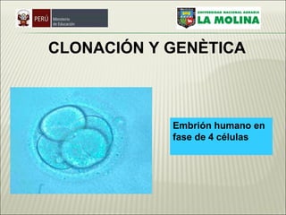 CLONACIÓN  Y GENÈTICA Embrión humano en fase de 4 células     