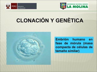 Embrión humano en fase de mórula (masa compacta de células de tamaño similar)   CLONACIÓN  Y GENÈTICA 