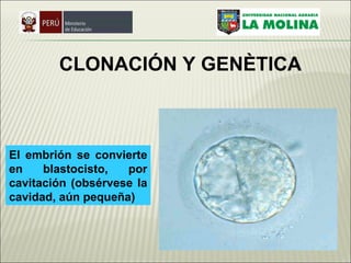 El embrión se convierte en blastocisto, por cavitación (obsérvese la cavidad, aún pequeña)   CLONACIÓN  Y GENÈTICA 