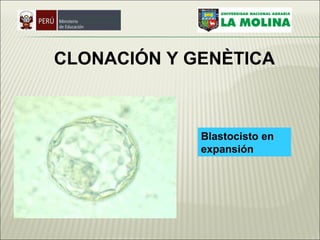 Blastocisto en expansión   CLONACIÓN  Y GENÈTICA 