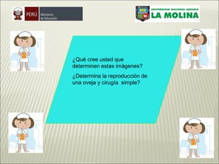 ¿Qué cree usted que determinen estas imágenes? ¿Determina la reproducción de una oveja y cirugía  simple? 