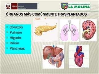 Corazón  Pulmón  Hígado  Riñón  Páncreas  