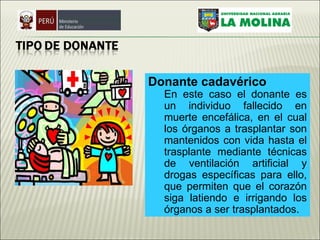 Donante cadavérico En este caso el donante es un individuo fallecido en muerte encefálica, en el cual los órganos a trasplantar son mantenidos con vida hasta el trasplante mediante técnicas de ventilación artificial y drogas específicas para ello, que permiten que el corazón siga latiendo e irrigando los órganos a ser trasplantados. 