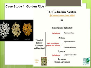 Golden Rice Bioengineering Recombinant DNA technology and its applications | PPTX