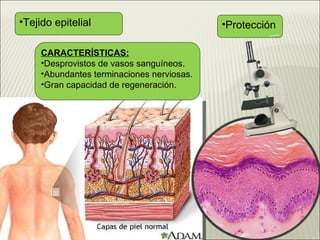Tejido epitelial Protección CARACTERÍSTICAS: Desprovistos de vasos sanguíneos. Abundantes terminaciones nerviosas. Gran capacidad de regeneración.   