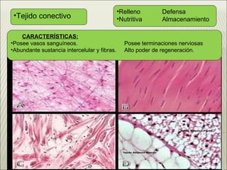 Tejido conectivo Relleno  Defensa Nutritiva Almacenamiento CARACTERÍSTICAS: Posee vasos sanguíneos.  Posee terminaciones nerviosas Abundante sustancia intercelular y fibras. Alto poder de regeneración .   