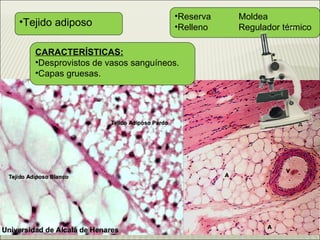 Tejido adiposo Reserva  Moldea Relleno  Regulador térmico CARACTERÍSTICAS: Desprovistos de vasos sanguíneos. Capas gruesas.   