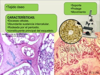 Tejido óseo Soporte Protege  Movimiento CARACTERÍSTICAS: Escasas células. Abundante sustancia intercelular. Rodeada por el periostio. constituyente principal del esqueleto .     