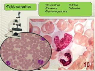 Tejido sanguíneo Respiratoria Nutritiva Excretora Defensiva Termorreguladora 