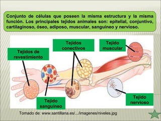 Conjunto de células que poseen la misma estructura y la misma función. Los principales tejidos animales son: epitelial, conjuntivo, cartilaginoso, óseo, adiposo, muscular, sanguíneo y nervioso.  Tomado de: www.santillana.es/.../imagenes/niveles.jpg Tejidos de revestimiento Tejidos conectivos Tejido muscular Tejido sanguíneo Tejido nervioso 