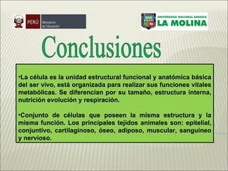 Conclusiones La célula es la unidad estructural funcional y anatómica básica del ser vivo, está organizada para realizar sus funciones vitales metabólicas. Se diferencian por su tamaño, estructura interna, nutrición evolución y respiración. Conjunto de células que poseen la misma estructura y la misma función. Los principales tejidos animales son: epitelial, conjuntivo, cartilaginoso, óseo, adiposo, muscular, sanguíneo y nervioso.  