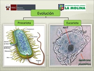 Evolución Eucariota Procariota 