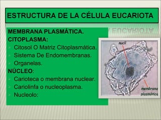 MEMBRANA PLASMÁTICA. CITOPLASMA: Citosol O Matriz Citoplasmática. Sistema De Endomembranas. Organelas . NÚCLEO : Carioteca o membrana nuclear . Cariolinfa o nucleoplasma. Nucleolo:   