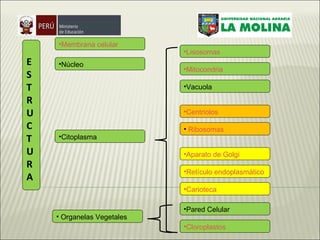 Núcleo ESTRUCTURA Citoplasma Aparato de Golgi  Ribosomas  Mitocondria     Lisosomas Membrana celular  Vacuola Retículo endoplasmático Centriolos Carioteca Organelas Vegetales Pared Celular Cloroplastos 