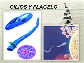 CILIOS   Y FLAGELO 