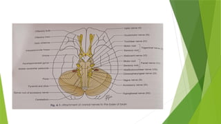 Cranial nerve nuclei overview NEUROANATOMY | PPTX