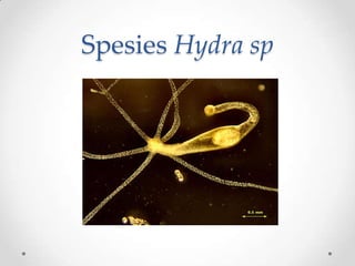 Spesies Hydra sp
 
