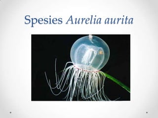 Spesies Aurelia aurita
 