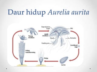 Daur hidup Aurelia aurita
 