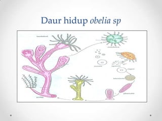 Daur hidup obelia sp
 